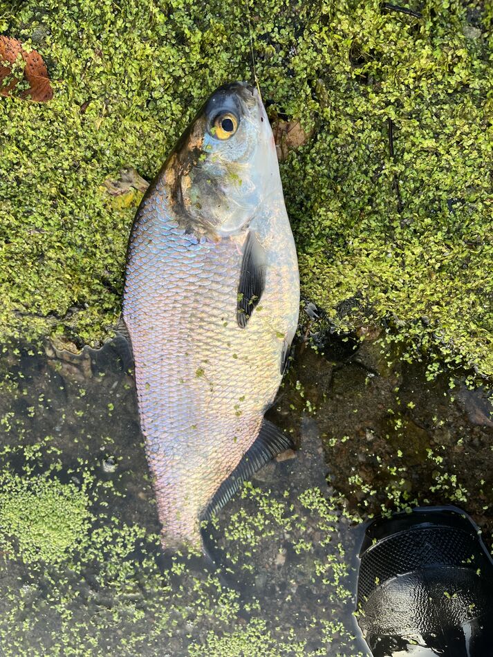 Shad Caught And Released A Shad And Bluegills With Canned Corn