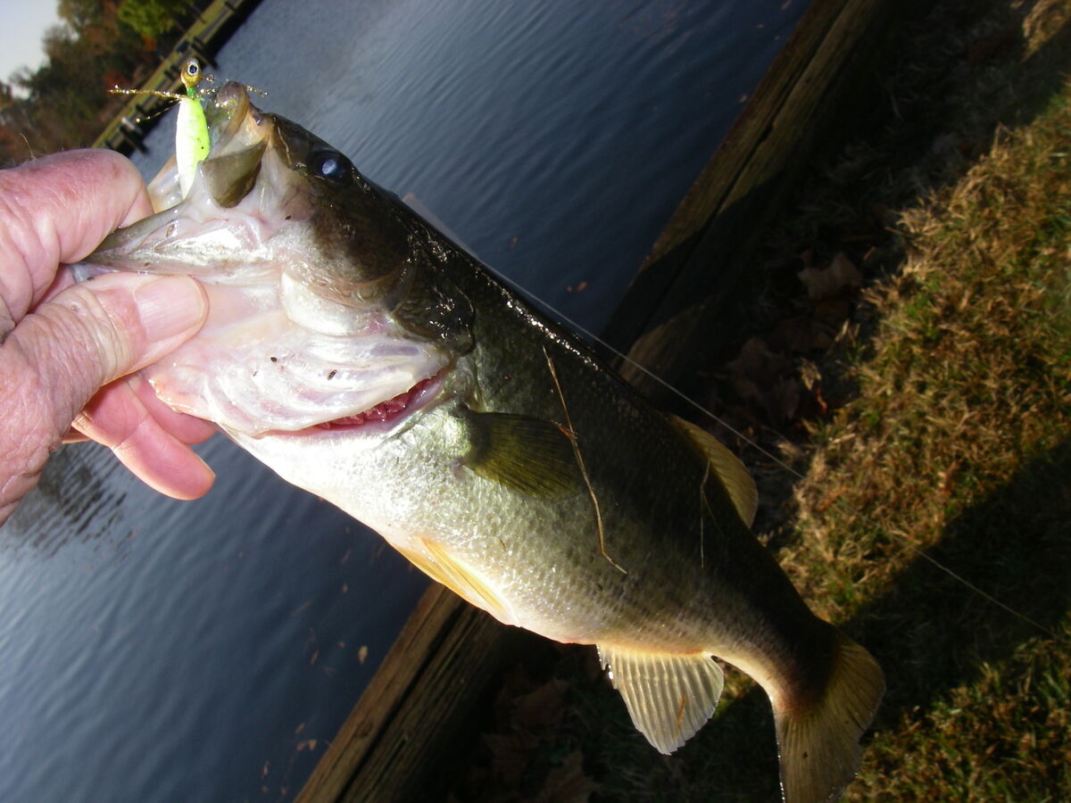 Tried For Yellow Perch I Checked Marshy Hope From