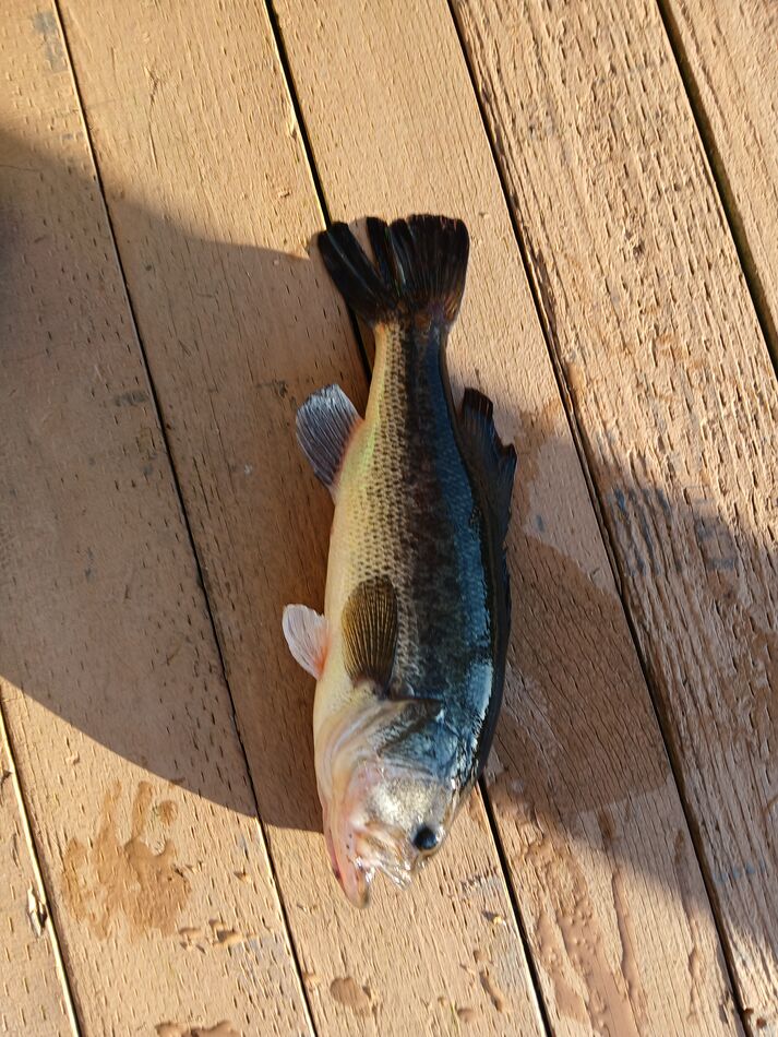 Ten Mile Lake Oregon Caught My Fist Tenmile Bass In