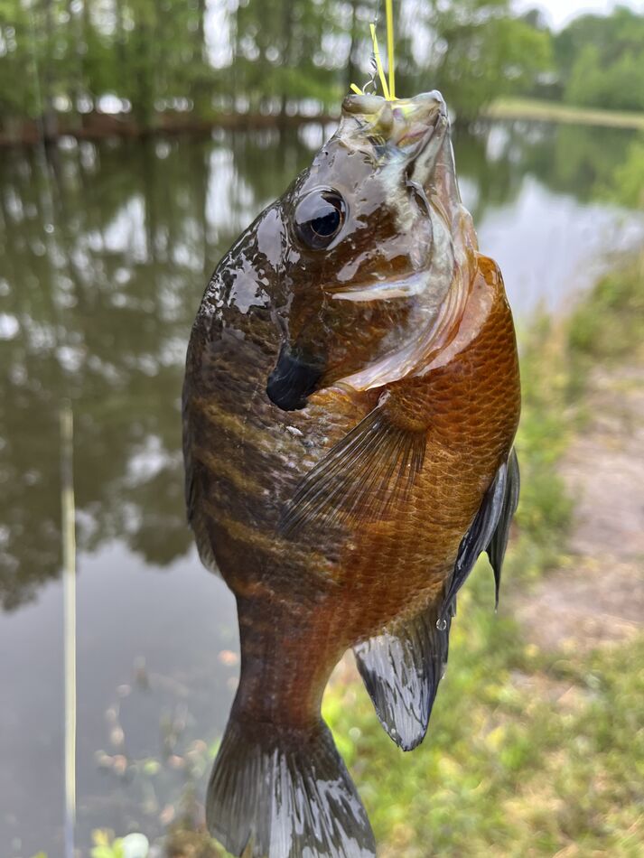 Eastern Shore Farm Pond Report The Joint Was Jumpin Yesterday And