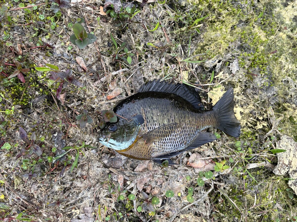 Eastern Shore Farm Pond Report The Joint Was Jumpin Yesterday And