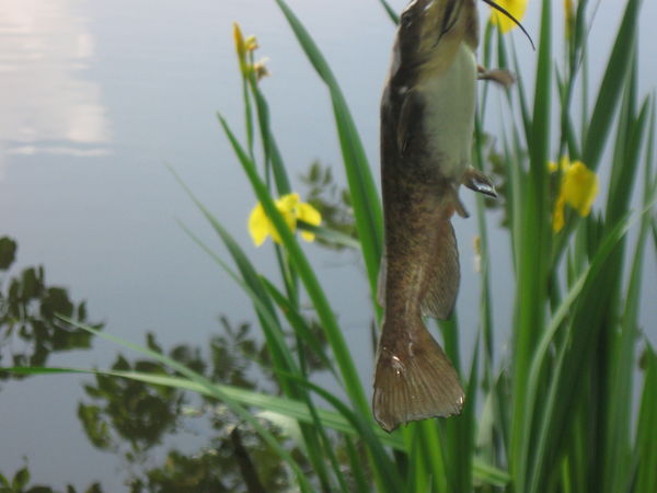 First catfish catch....