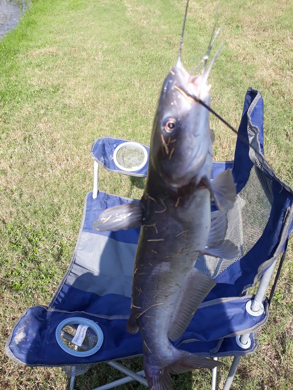 Fishing in stocked ponds Today I fish in Herman Little Pond in Spring Texas right north of