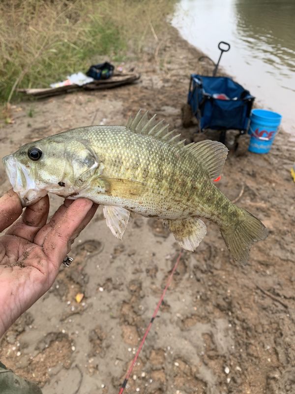 7 inch Guadalupe bass...