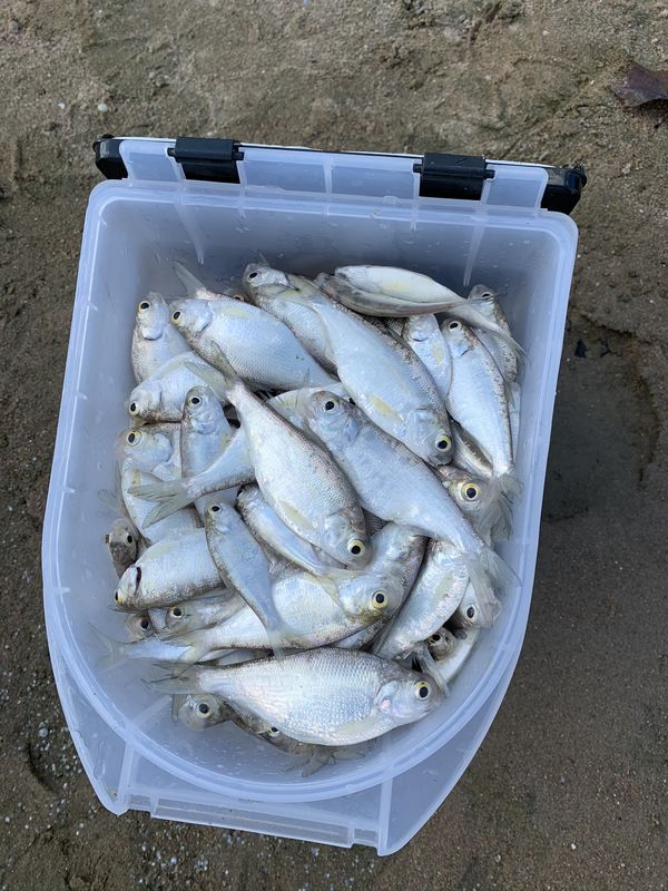 Four schools of ginormous shad I caught with a cas...