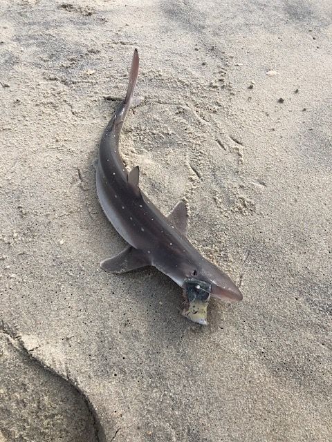 Stripers No Show Today: Conditions looked good in the surf at Seaside ...