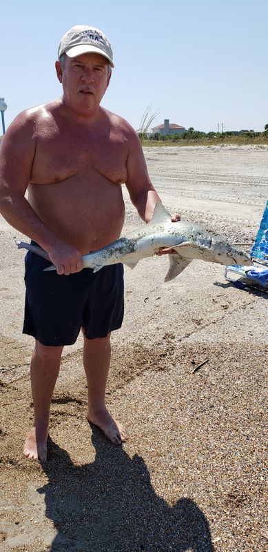 Surf fishing at Tybee Island Georgia: Caught couple of sharks today