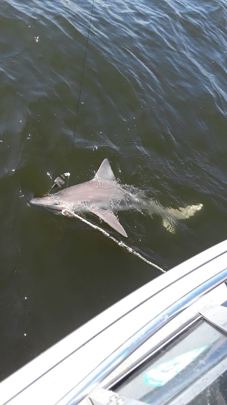 4' Shark - Southport, NC Inlet...
