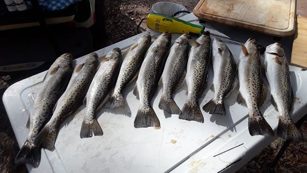 FL Gulf - Speckled Trout...