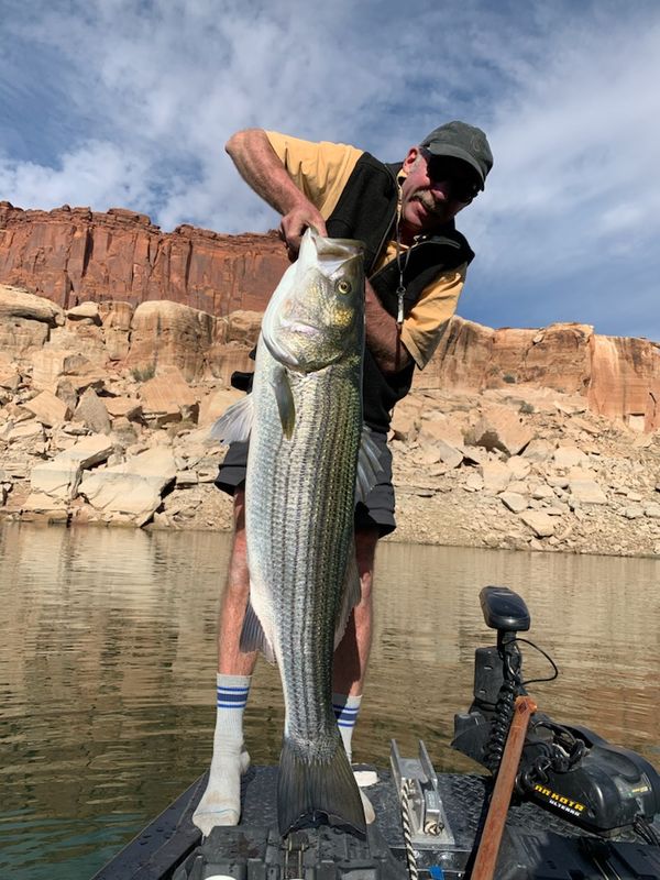 Utah striper My financial advisor caught this striper couple weeks ago