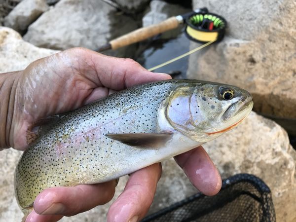 see post Wyoming trout...