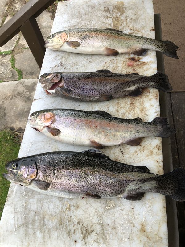 Got some nice ones Got some really good size trout today. Night