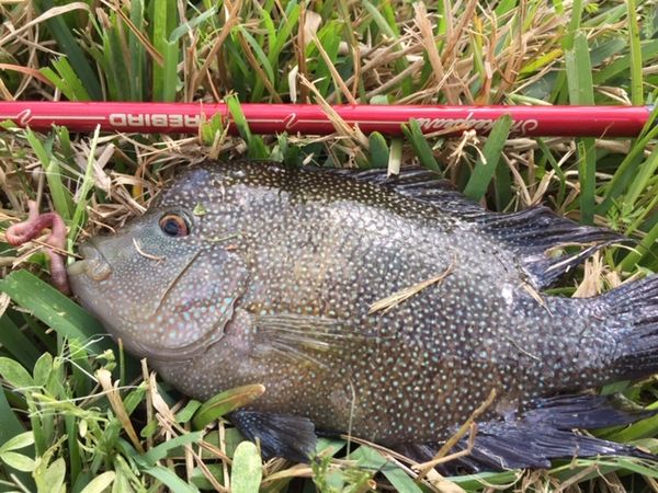 Wednesday 2# test day: Took wed. off. catfish spot wasnt working so I ...
