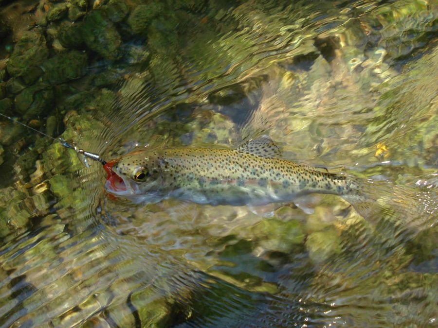 A small rainbow trout on that same spinner. You ca...