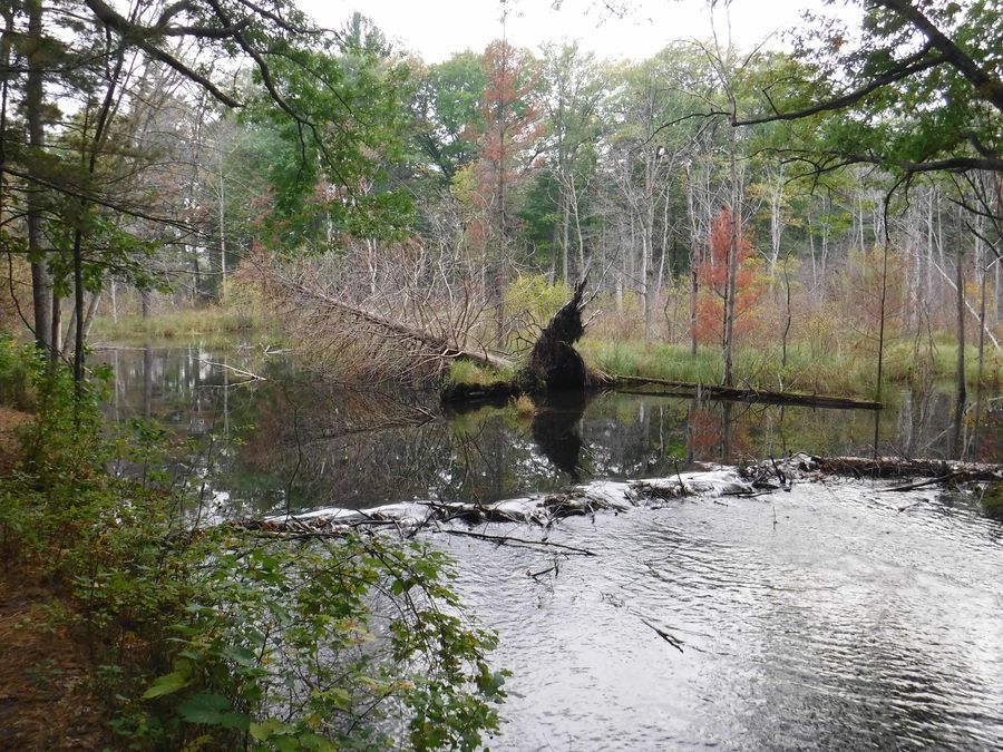 The most recent beaver dam, although small, is num...