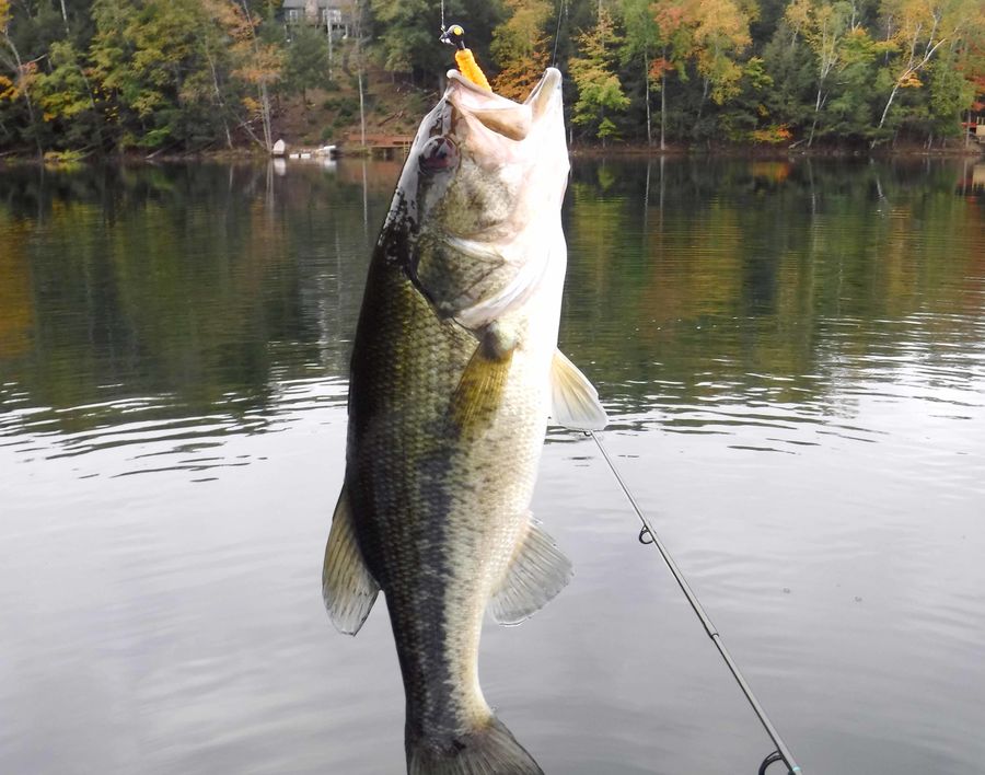 Caught this modest sized largemouth bass sneaking ...