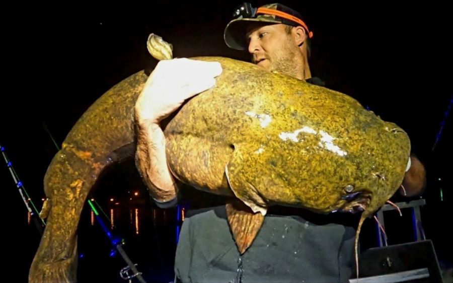 This flathead catfish tipped the scales at 64-poun...