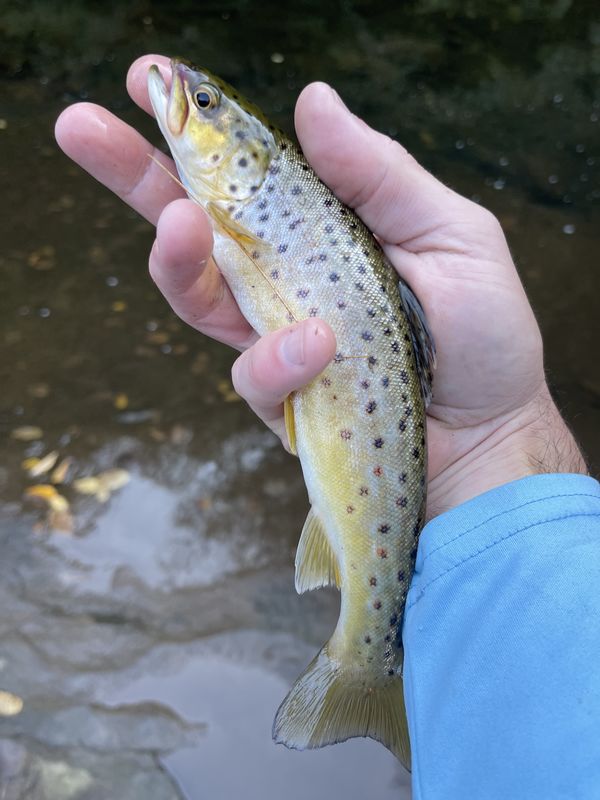 Piney Creek Wv First time at Piney Creek. It looks legit...