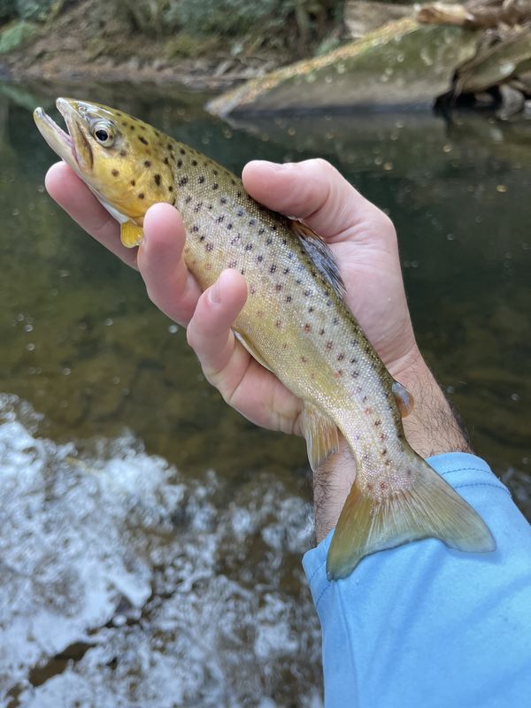 Piney Creek Wv First time at Piney Creek. It looks legit...
