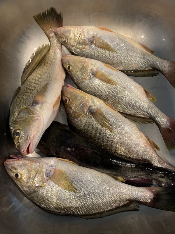 Dead Croaker St Johns River: Anyone catching Croakers? I caught a few in Green Cove ...