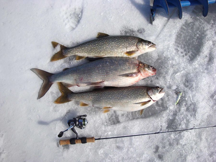 Lake trout and whitefish....perfect size for the g...