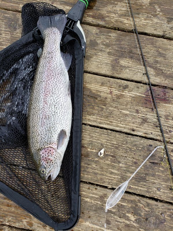 Catching Rainbow Trout using Bombarda setup and a ...