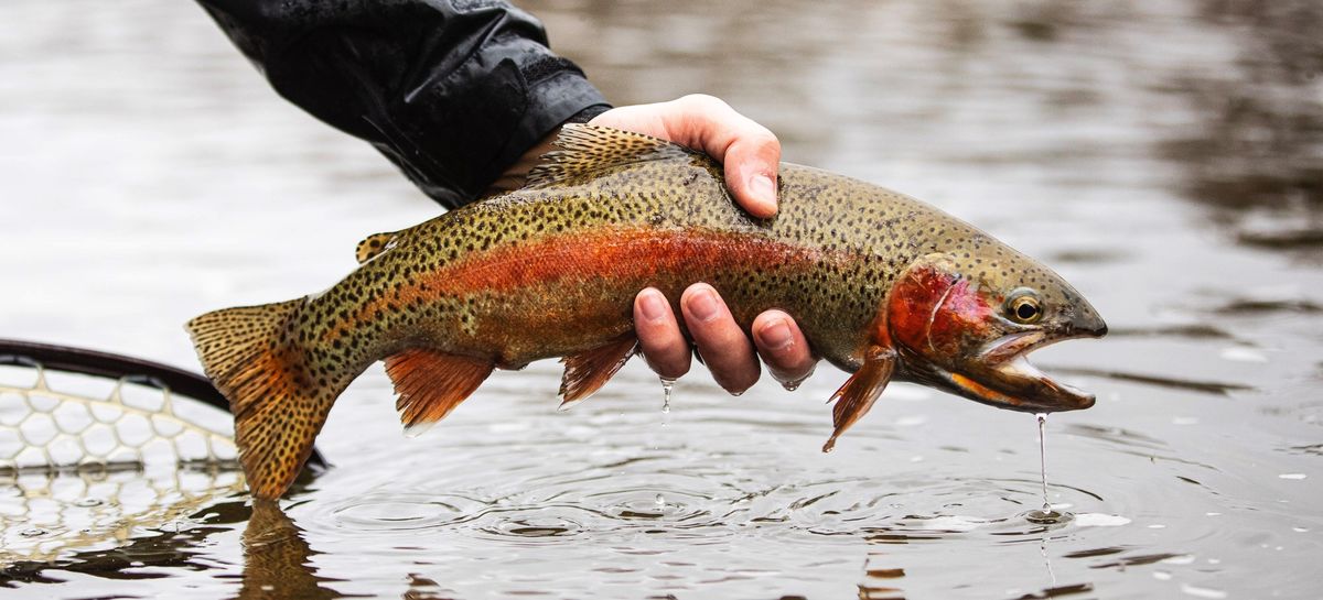 Cutbow Trout...