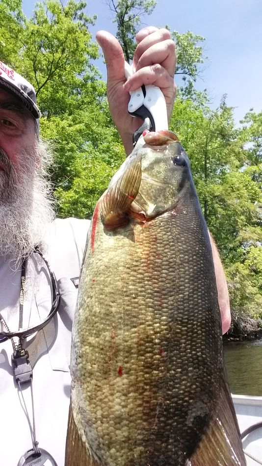 Chunky Smallmouth from early June...