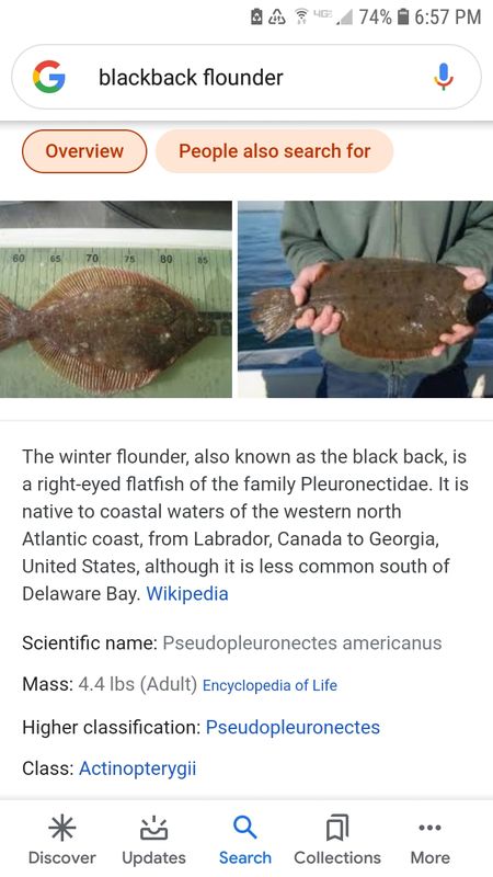 Flounder...