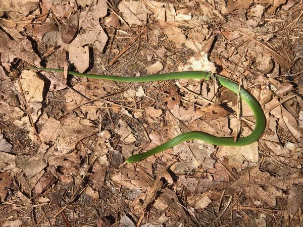 Smooth Green Snake (Grass Snake)...