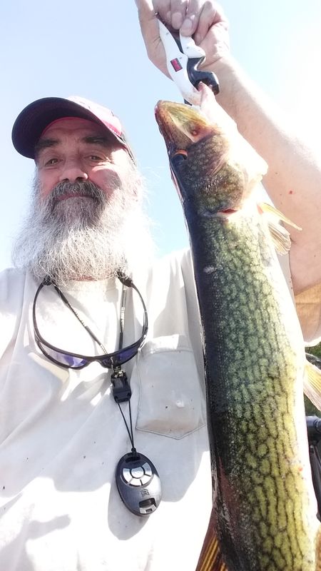 Bigger 3.5lb pickerel (that I thought was a nice B...