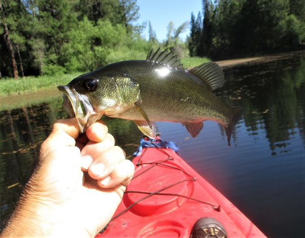 BASS FISHING TODAY: Caught a few bass with the kayak this morning. Not a real fishing kayak but