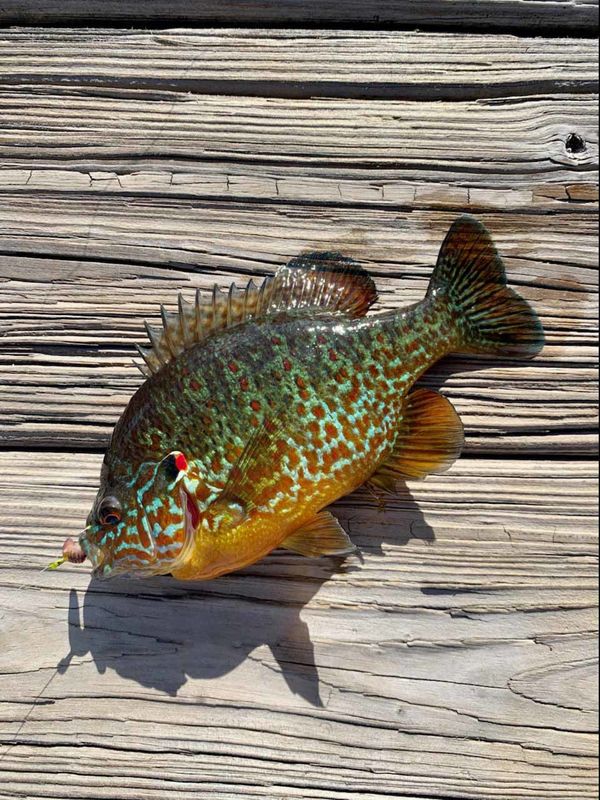 8" redear sunfish - even an artist would find it h...
