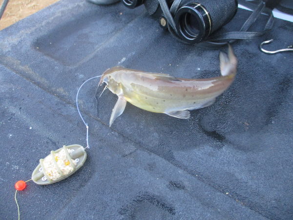 SOME CARP AND CATS: Short day fishing today but did get a few small ... - T1 649198 Img 3484