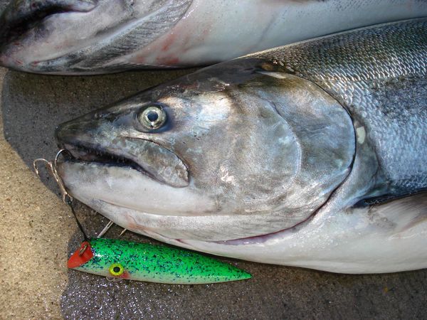 King salmon - prized fighters in the Great Lakes...