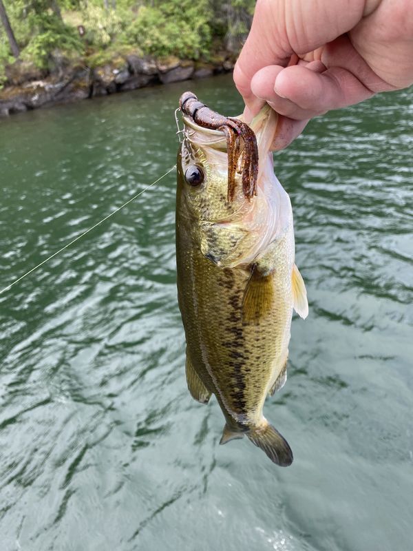 Spirit Lake Idaho Plenty of these. light weight tackle,purple double banded tube in 10’ to 15’.