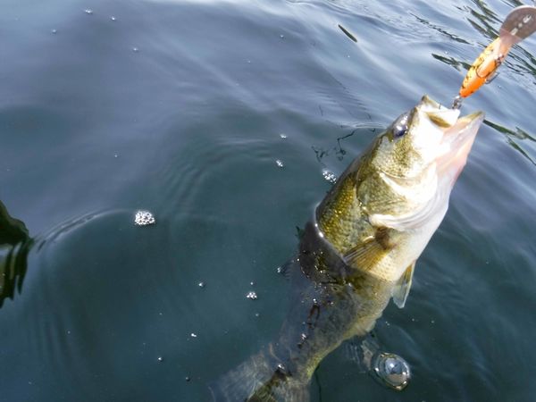 average sized largemouth bass - keeps things inter...