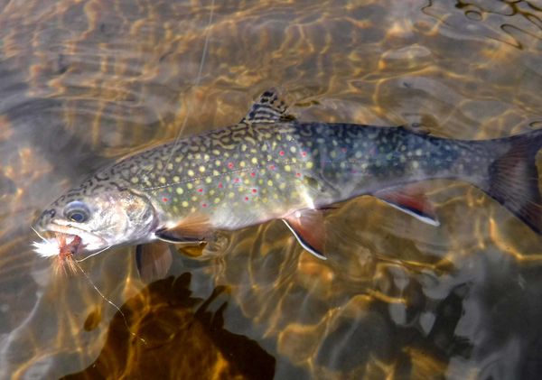 brook trout will never bore me with their natural ...