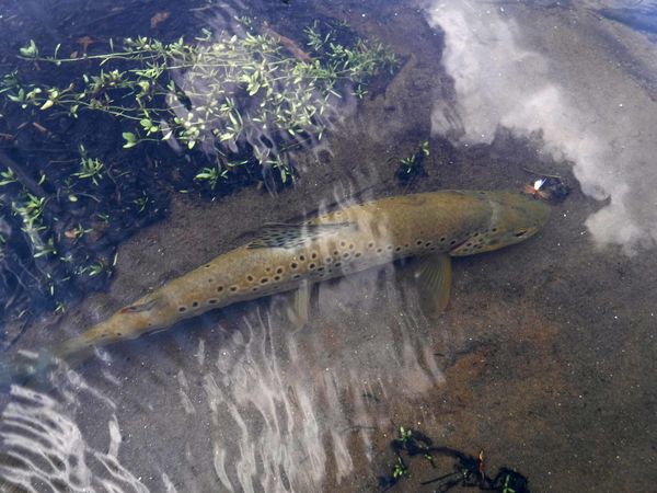 another perspective on the German brown trout...I ...