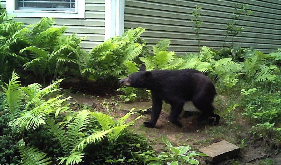 "good afternoon Mr. Bear! Just passing thru I hope...