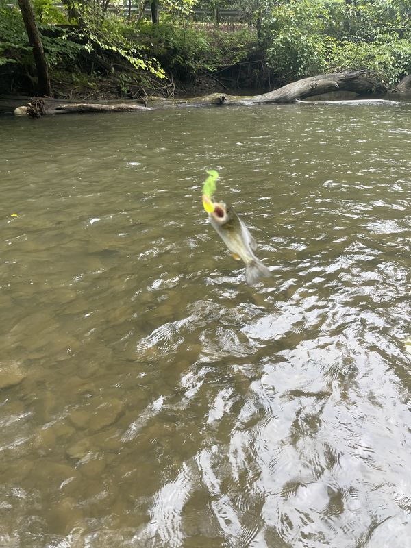 Paint Creek West Virginia: Simply gorgeous place to cast today. Been to ...