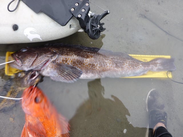 My catch - That is a 32" measuring board - Officia...