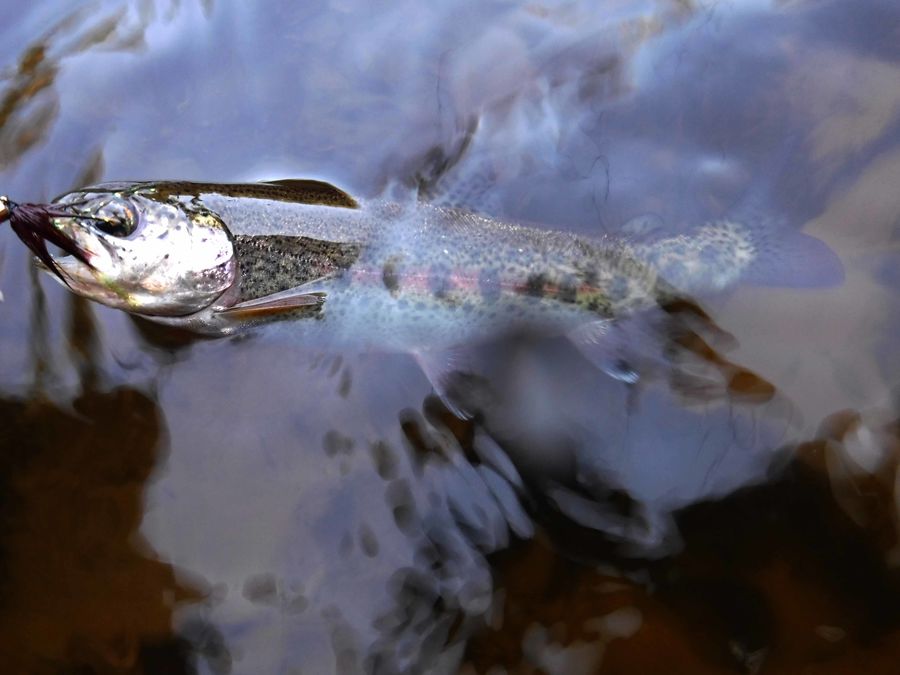 small rainbow trout living in the stream before mi...