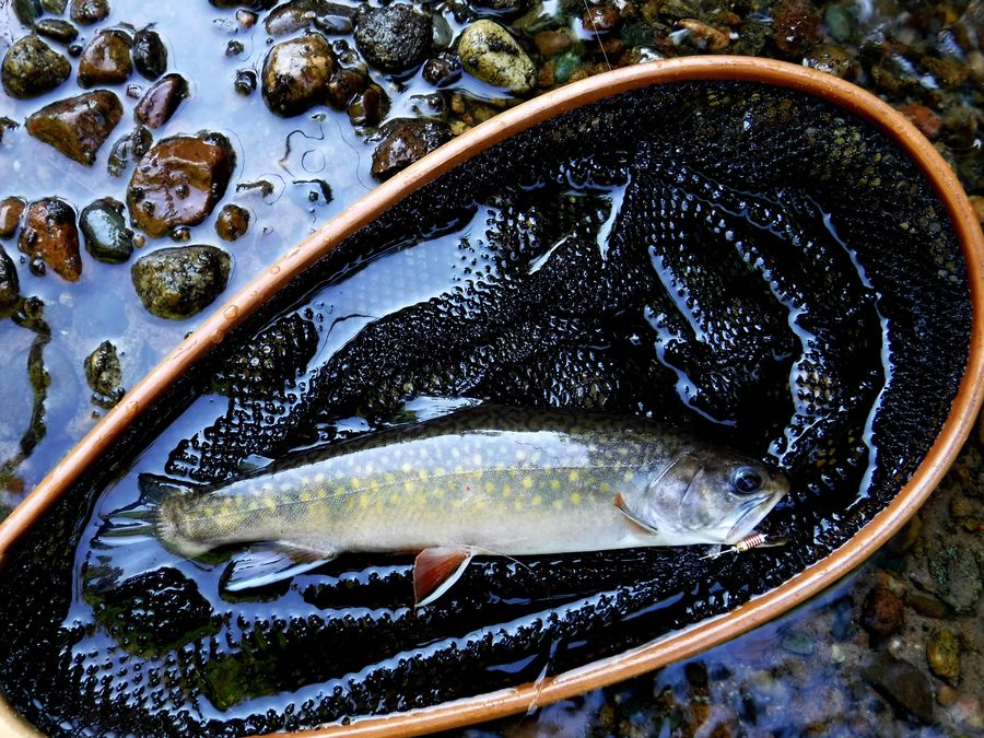 wild and native brook trout were abundant during a...