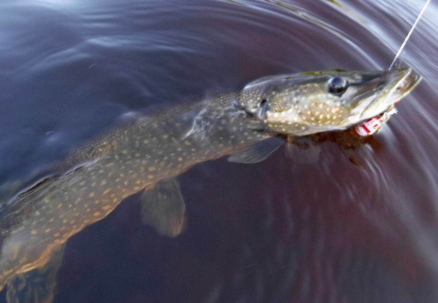 Northern Pike were common, and very fun to catch f...
