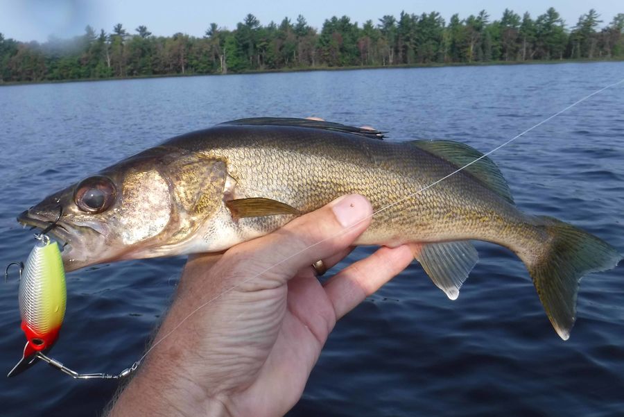 hello there my little walleye friend - you would b...