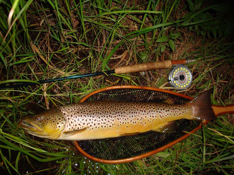Brown trout - Michigan...