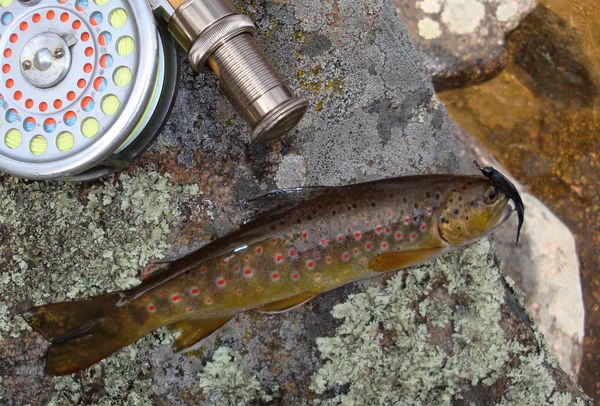 brown trout in unknown roadside stream - enroute t...