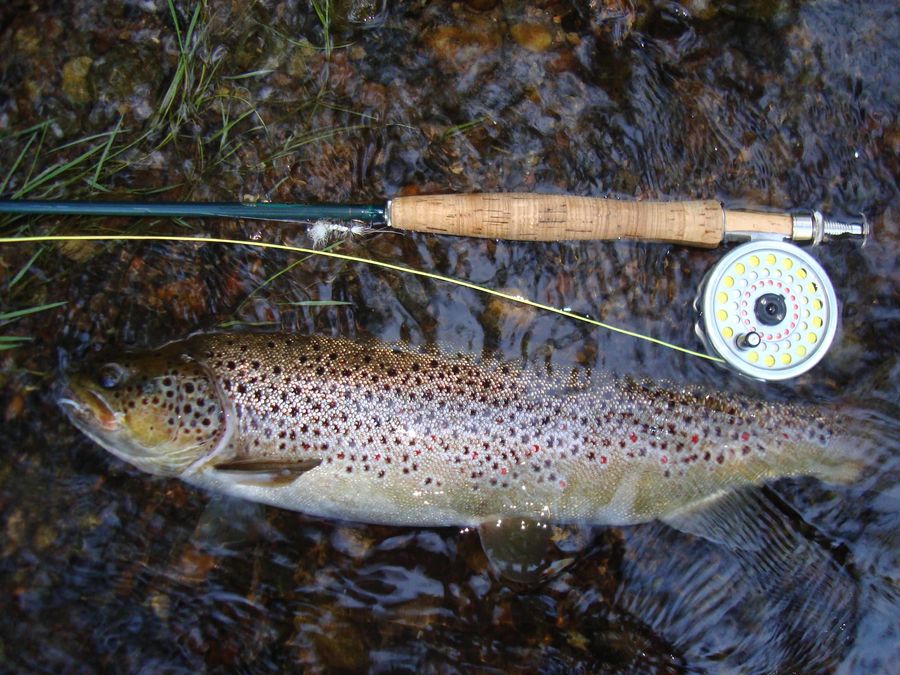 brown trout caught and released during MI fabled "...