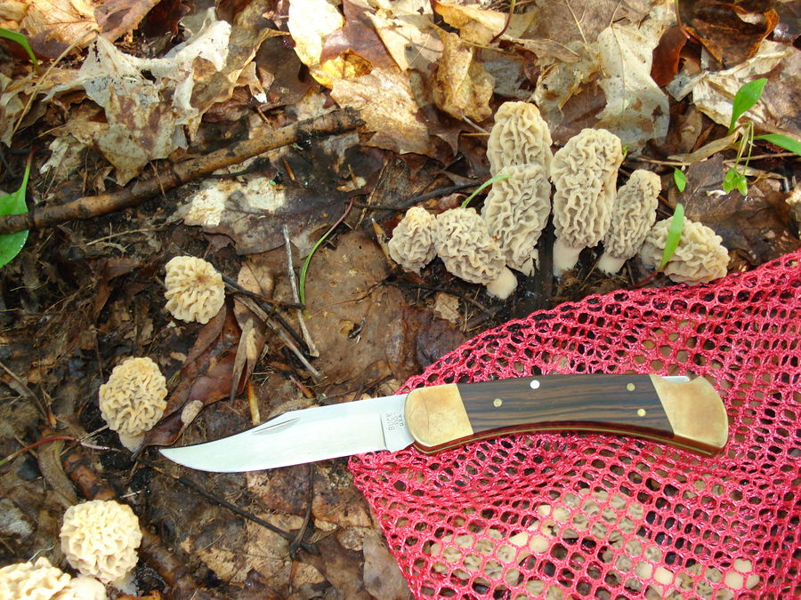 Buck knife assigned to mushroom shearing duty on t...